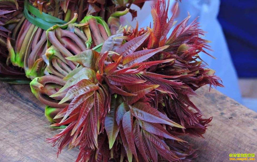 香椿上市量增大 价格走低