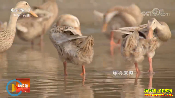 [科技苑]淡水鸭产下“海鸭蛋” 许承华的麻鸭养殖秘诀” 20190418