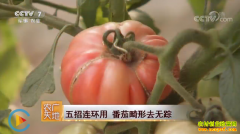 <b>[农广天地]五招连环用 番茄畸形去无踪</b>