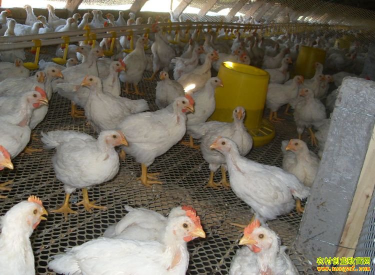 怎样养好肉鸡？肉鸡养殖六个技术要领