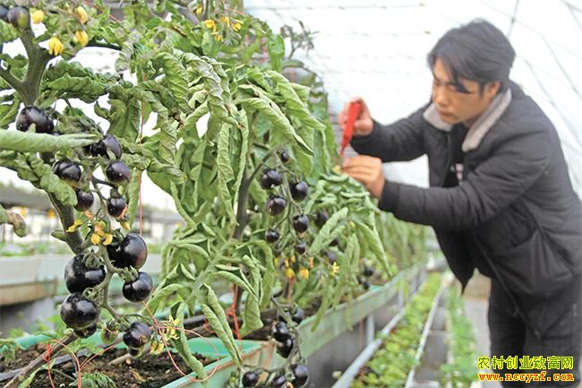 种植黑番茄