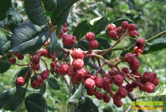 山坡种植花椒一亩收入8000元,小花椒做成大买卖