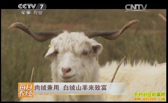 陕北白绒山羊肉绒兼用 好品种带来好效益