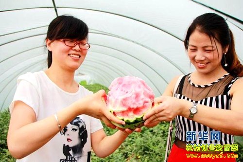 河南内乡：种植可以剥皮吃的西瓜效益高
