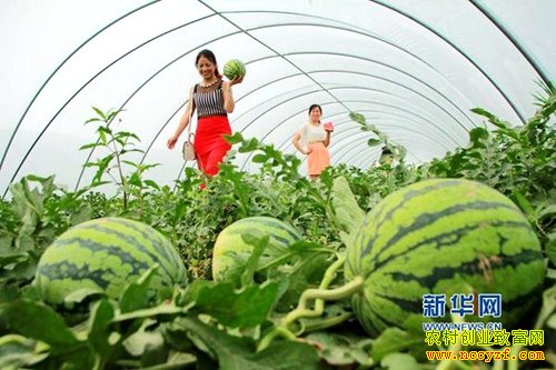 河南内乡：种植可以剥皮吃的西瓜效益高