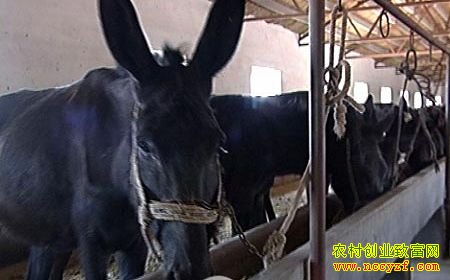 乌头驴养殖