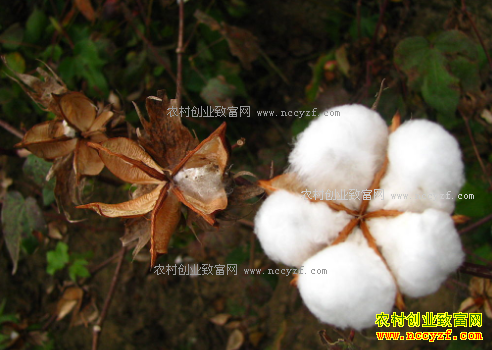 2017年棉花行情预测