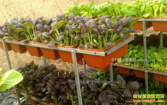 黑龙江：哈尔滨双城区盆栽蔬菜畅销市场