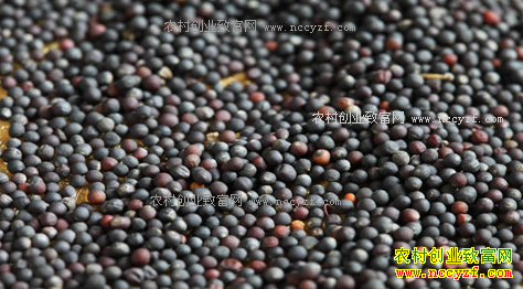 乌克兰截至1月5日冬季油菜籽播种面积为89.92万公顷